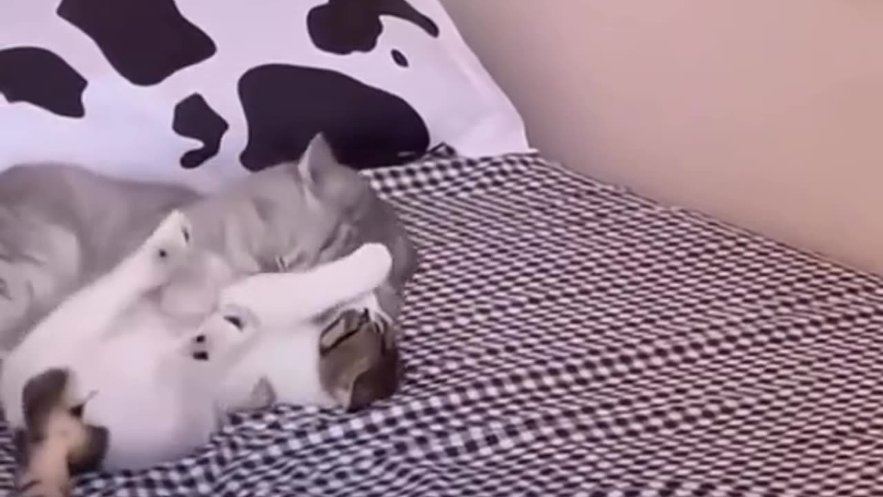 funny cat