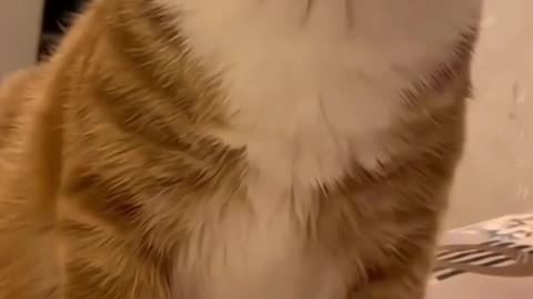 Funny animals video