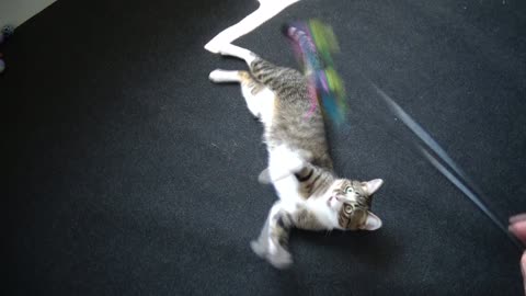 Can You Catch the Cat Toy