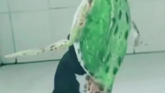 HOW TO PLAY DANCE- Cute and Funny Dog Videos Compilation Animals 2022.shortcut#30