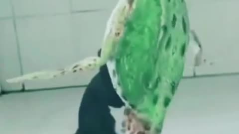 HOW TO PLAY DANCE- Cute and Funny Dog Videos Compilation Animals 2022.shortcut#30
