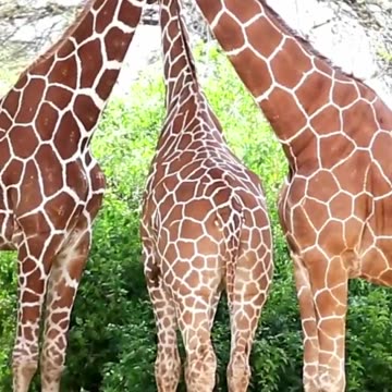 Giraffe - The Towering Grace of the Savannah