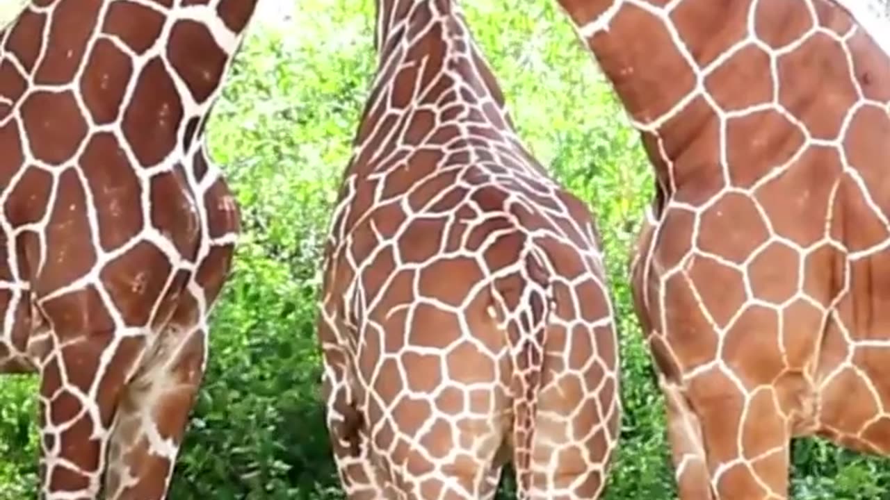 Giraffe - The Towering Grace of the Savannah