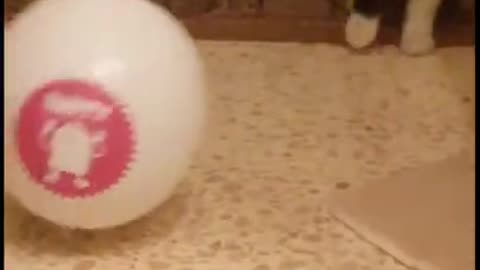 cute cat playing with balloon !