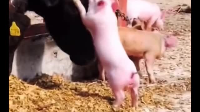 Fun time for a pet pig