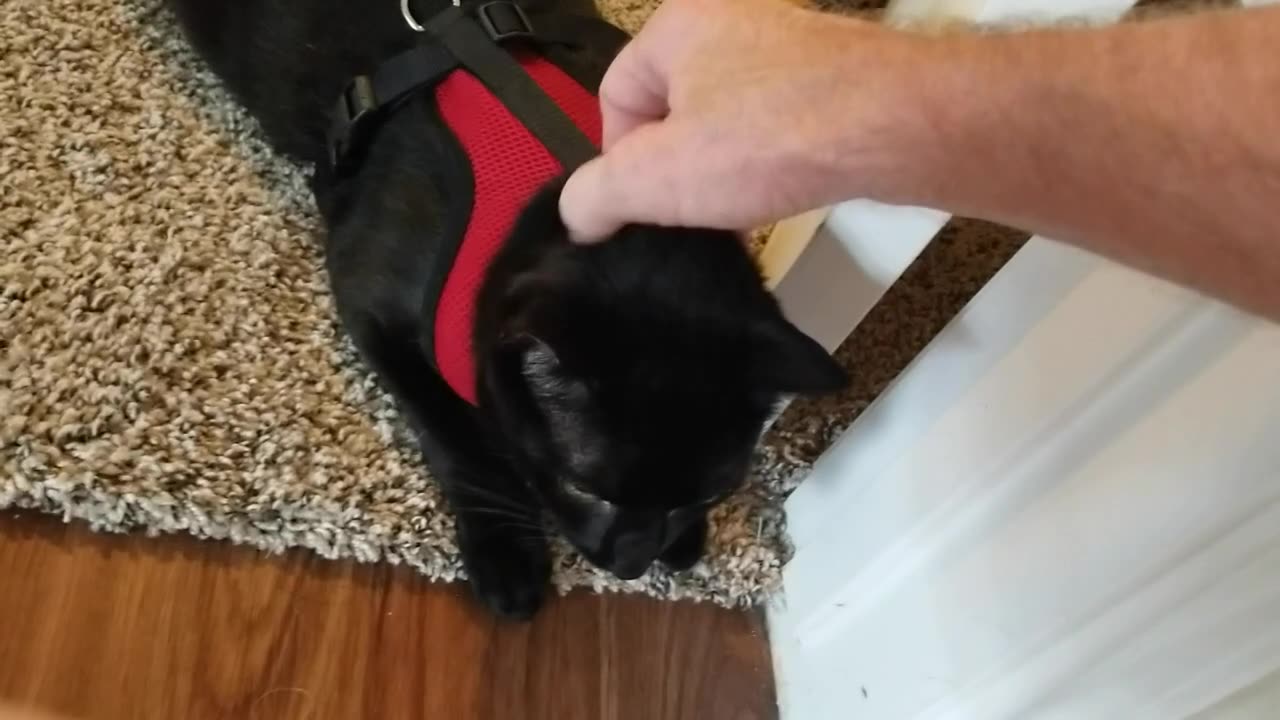 20240714 092716 Tux Harnessed for the First Time