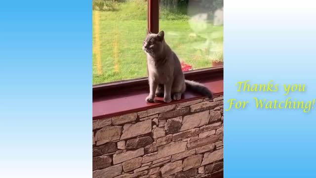 Top Funny Cat Videos of The Weekly - TRY NOT TO LAUGH #17 | Pets Garden