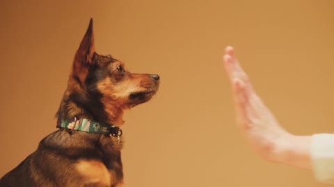 Smart dog give Hi five to you