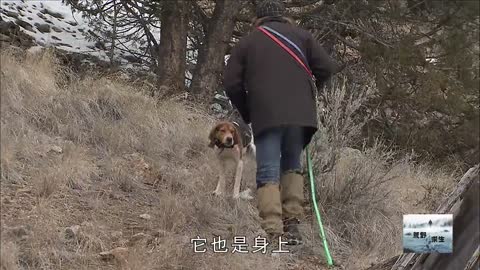 The hound and the bobcat fought
