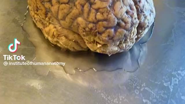 Interesting Brian facts for you