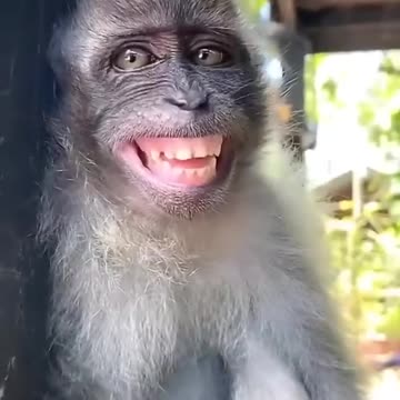 Funny Animal and Nature Videos