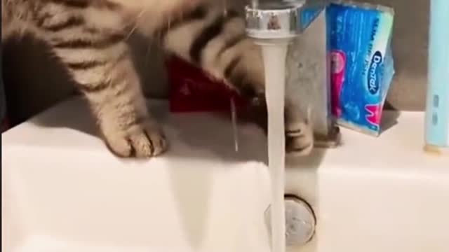 Funny cat collection, watch and laugh again
