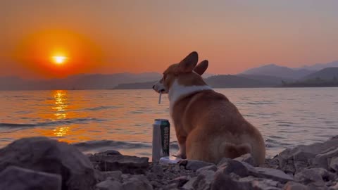 Sunset and Dog