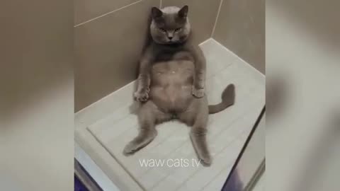 Funny Cat 😺😺😺😂😂😂😂😂 video