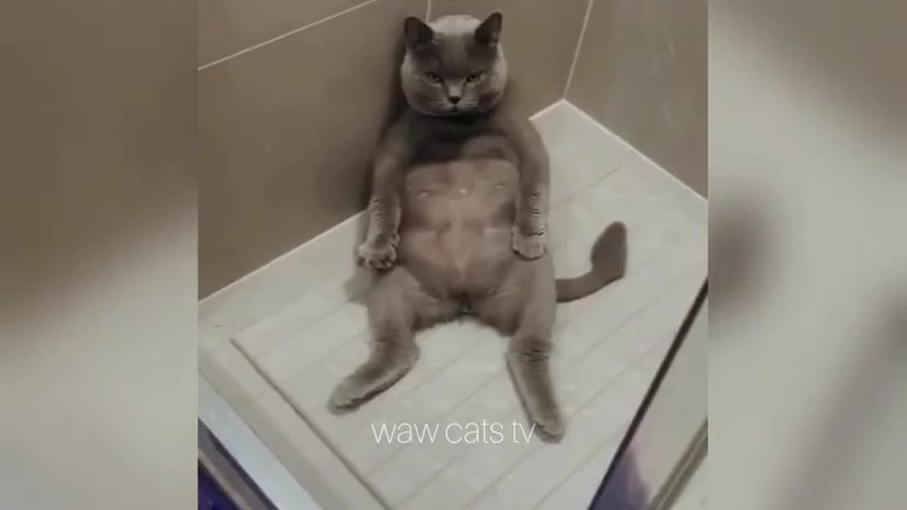 Funny Cat 😺😺😺😂😂😂😂😂 video