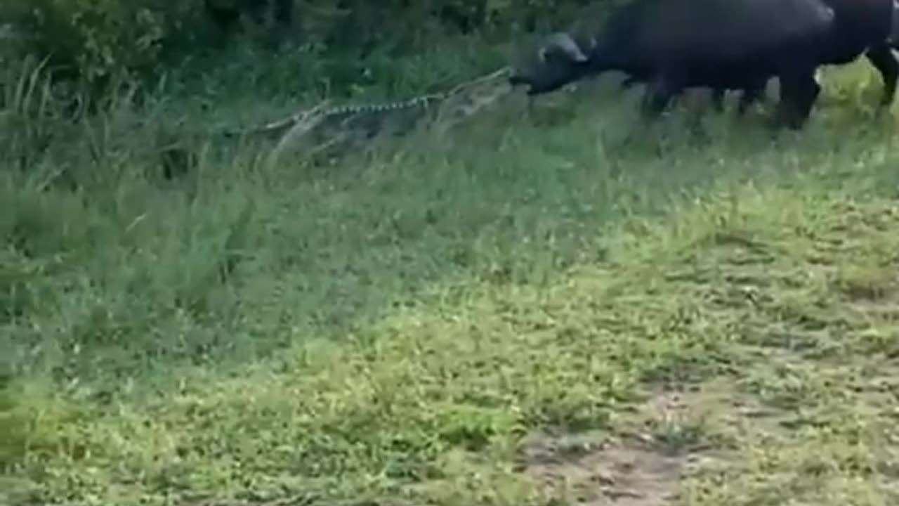 Tug of War: Buffalo vs. Crocodile Showdown!🐊⚡️🐃