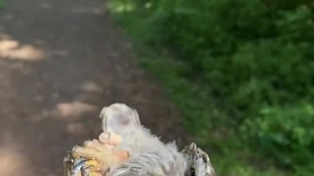 An Owl Chilling on Human Hand
