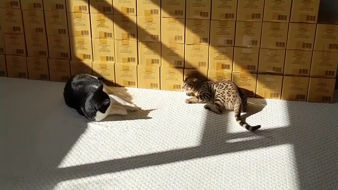 Bengal Kittens Vs Older Cats