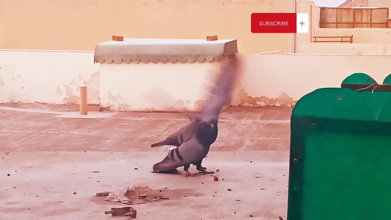 Birds, pigeon meeting eachother