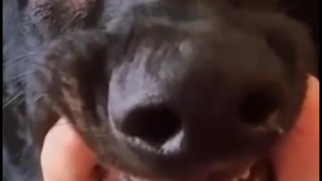 Do you see these two teeth?