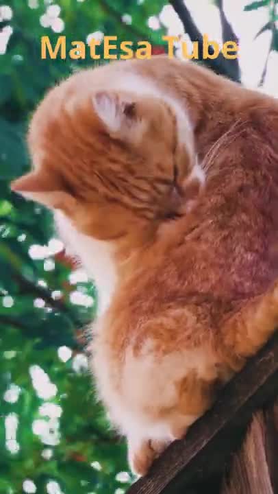 Funny Cat Grooming On Fence#Shorts