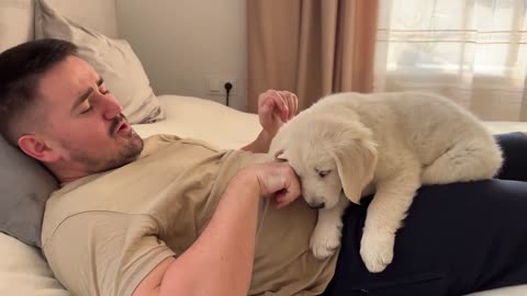 Pretending My Golden Retriever Puppy Bite Hurt [Cuteness Overload]