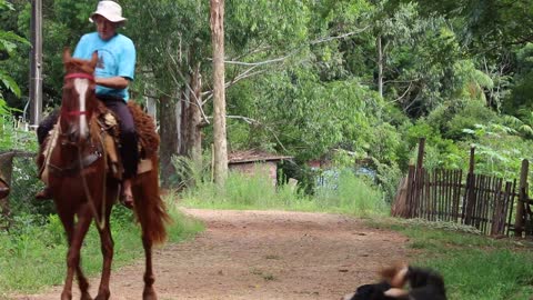 When a dog plays with horses