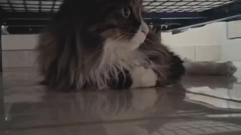 Cat under the bed