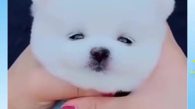 #Cute_dogs