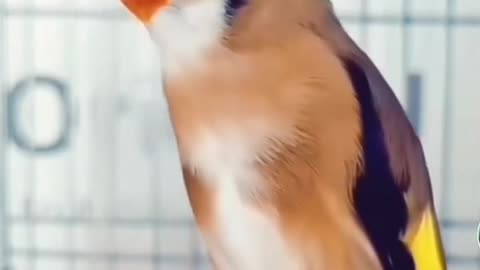 goldfinch