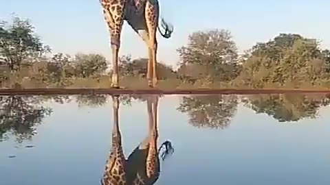 This Is How A Giraffe Drinks Water