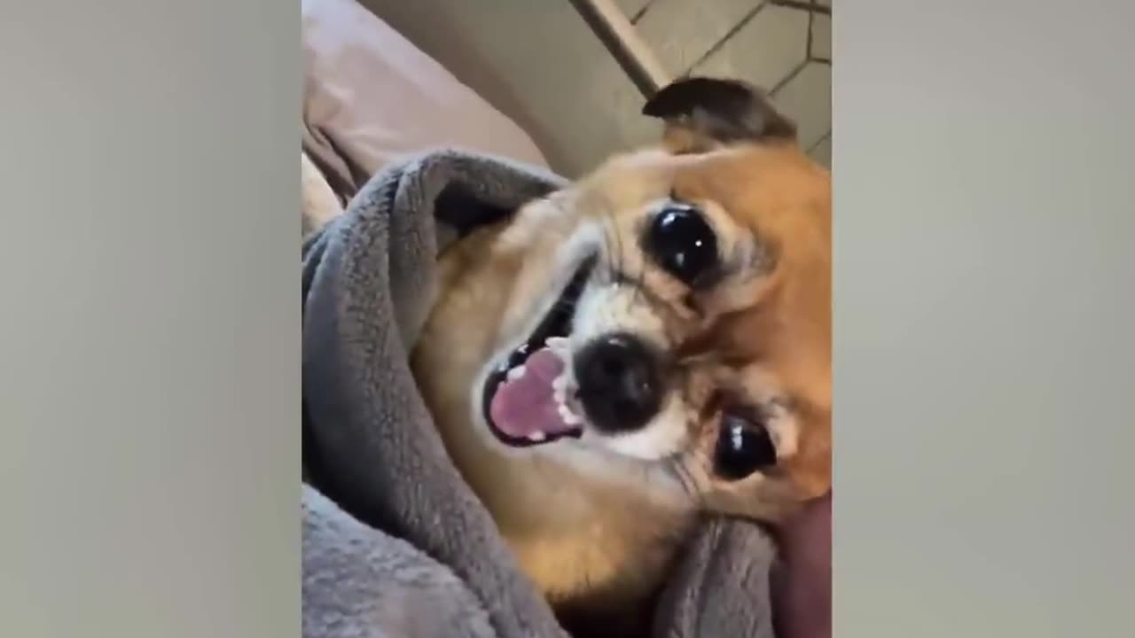 Best Funniest Animals 2023 😍 Funniest Dogs And Cats Videos 🐱🐶 #9