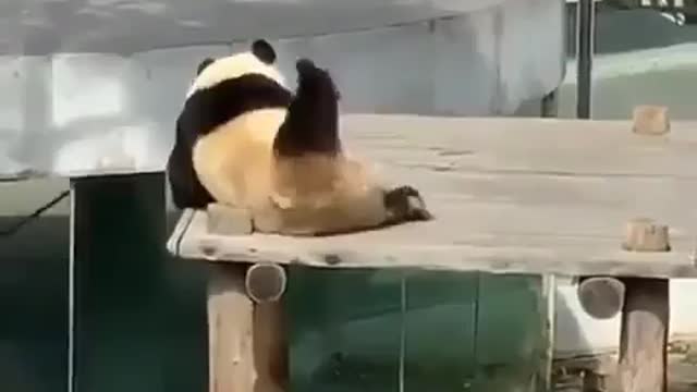 happiest panda in the world