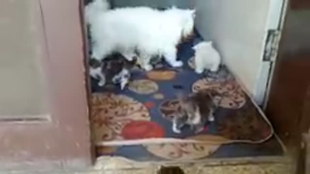 Mother Cat Walking With Her Kittens And Hitting Them To Go Inside | White Cat Protecting Her Kittens