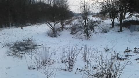 Chodzące bażanty