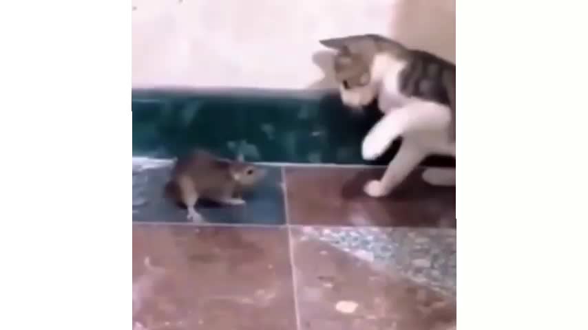 Funny Video Cat and Chuha