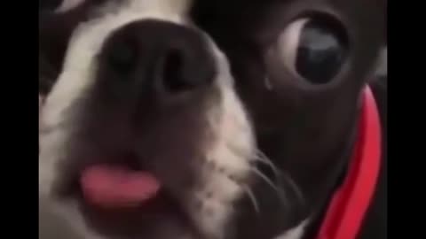 Did you see the dog stick out its tongue? Good fast