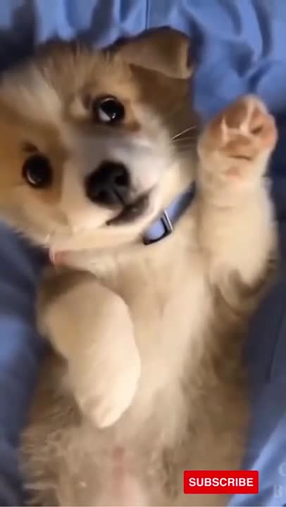 Adorable Corgi Puppy Surprised By Her Own Sneeze