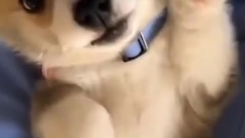 Adorable Corgi Puppy Surprised By Her Own Sneeze
