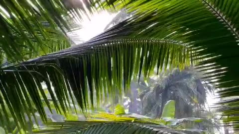 Making Coconut Sugar