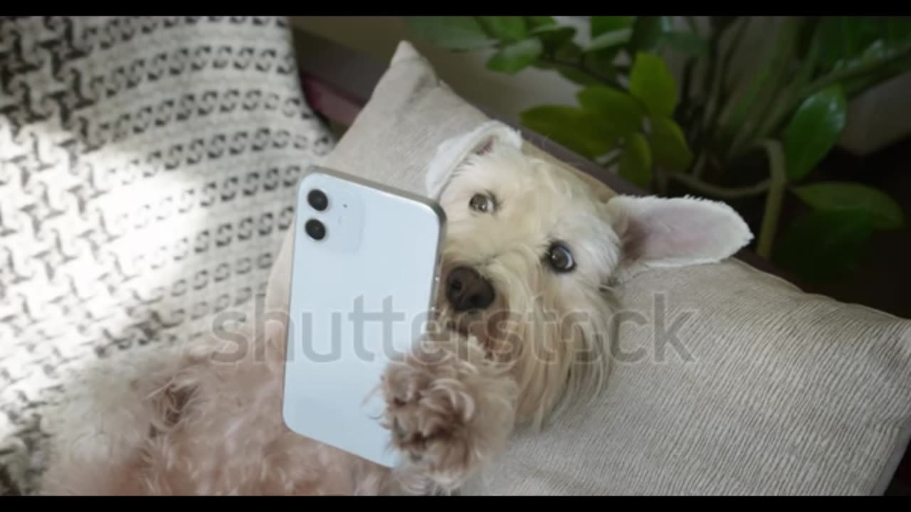Funny Dog Video use mobile Animals