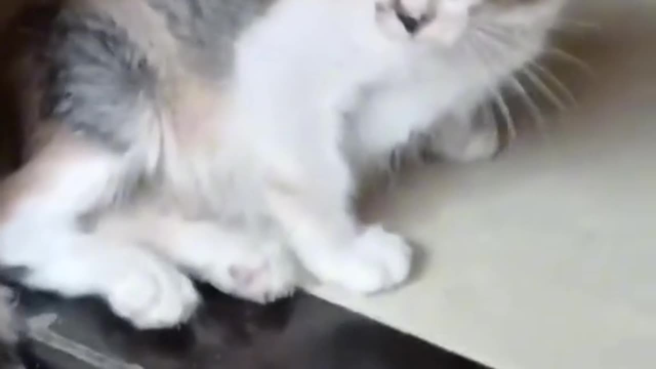 funny cat video