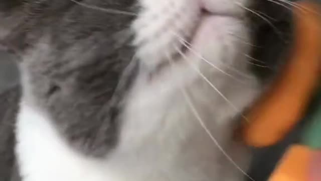 Care to cats body 😂