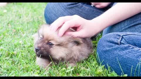 Little chow chow puppy in grass pet by young girl