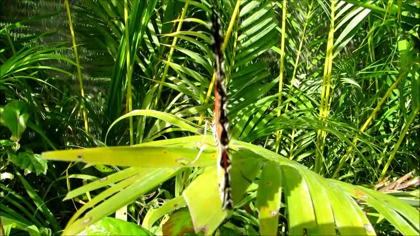 Trip to orchid farm, ridding elephant - Chiang Mai, Thailand