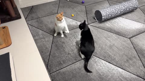 Cat Fight