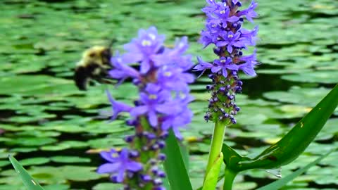 Pollination
