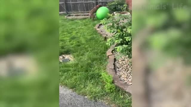Cute And Funny Animal Videos 😇