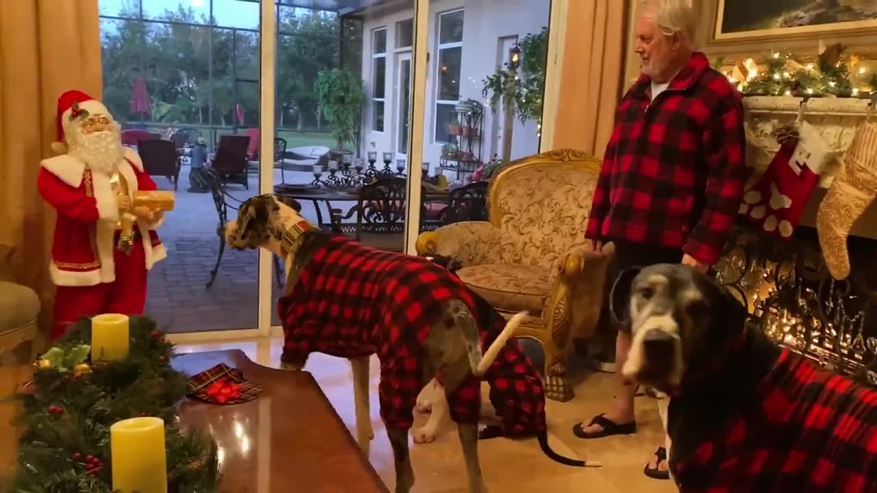 Festive-dressed Great Dane pack chat with Singing Santa