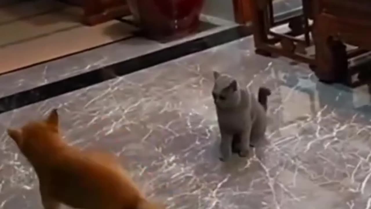 Funny Animal video